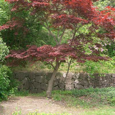 dwarf Japanese Maple
