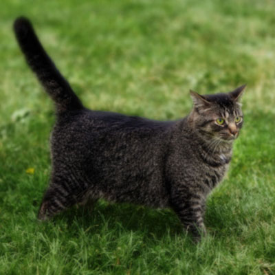 cat sitting outside on lawn