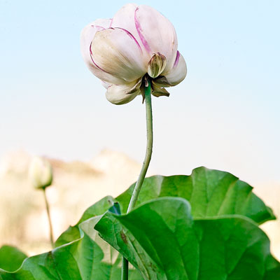 a lotus shot from water level