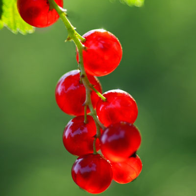 brightly-lit berries