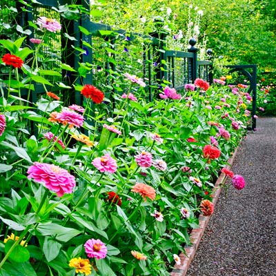 an array of different colored flowers along a garden pathway
