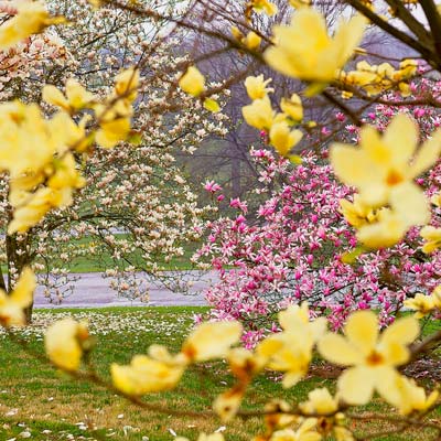 pink blossoms seen through out-of-focus yellow magnolia leaves