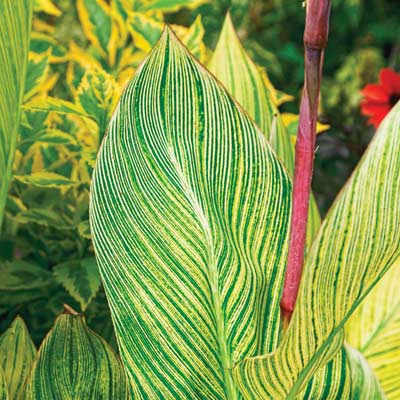 zebra-striped cannas