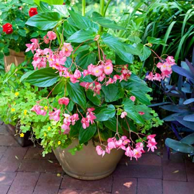 potted plant on patio 