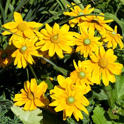 yellow flowers in grass