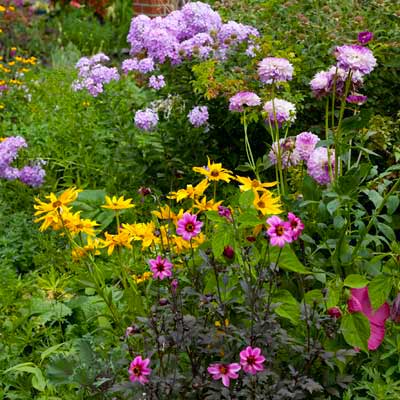 yellow, purple and pink flowers in garden 