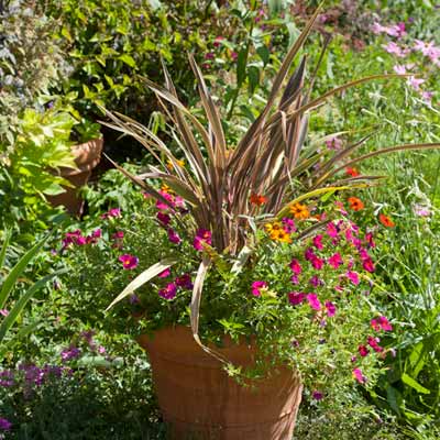 container plant in garden 