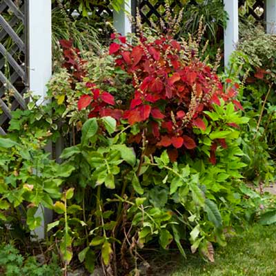 flower bed