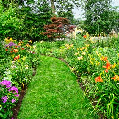 layered perennial bed with 'David's Lavender' phlox, 'Little Goldstar' black-eyed Susans, 'Party Queen' and 'Chicago Rosy' daylilies. 