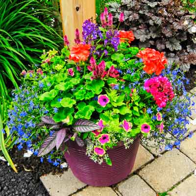 garden container with red pelargonium, magenta celosia, blue lobelia and Persian shield