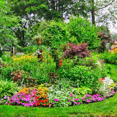 path with hot pink, crimson, and white impatiens and foliage plants, hosta 'Minuteman', and lambs' ears, rudbeckia, oriental lilies, a weeping vine, a Japanese maple