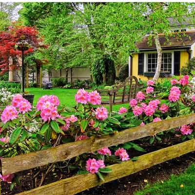 garden house with 'Scintillation' rhododendron, 'Delaware Valley White' azalea, and 'Bloodgood' Japanese maple