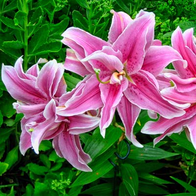 belonica flower