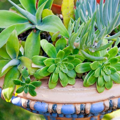 1920s drinking fountain with Malibu art tile used as planter for succulents