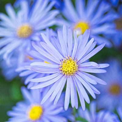 aster frikartii