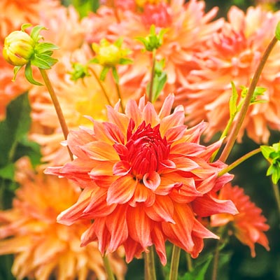 dahlia
