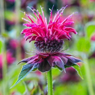 bee balm monarda