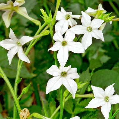 tobacco plant nicotiana