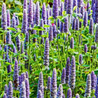 hyssop Agastache rugosa