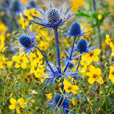 sea holly Eryngium
