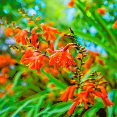 Crocosmia