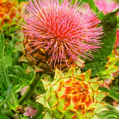 Cardoon Cynara cardunculus