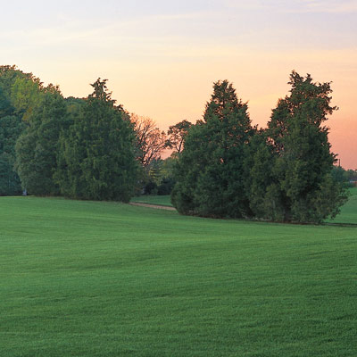 lawn and trees with sunset