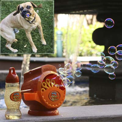 bubble blowing machine which fires chicken scent bubbles