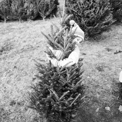 little girl hugging christmas tree