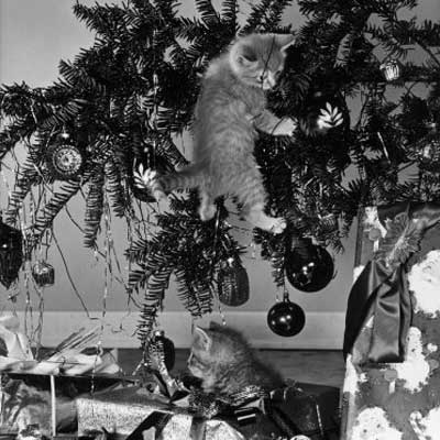 vintage christmas photograph of two cats toppling a christmas tree