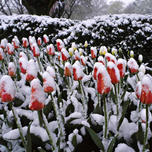 frosted flowers