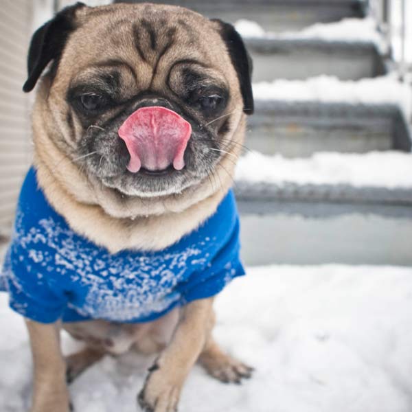 dog outside in snow in front of icy stairs