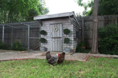 chicken coop