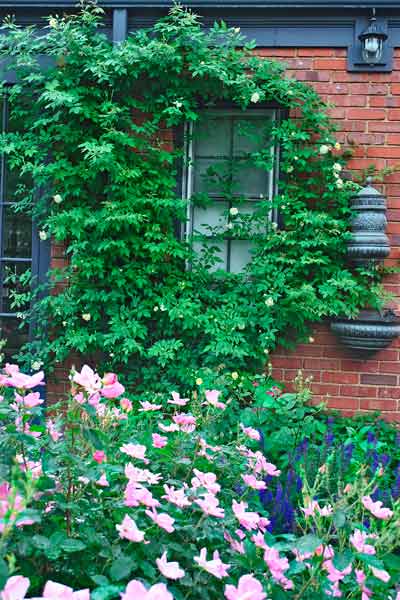 cottage garden with malvern hills rambling rose climbing brick facade after reader remodel contest 2013