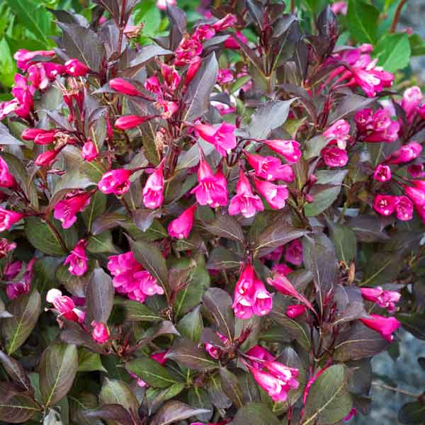 Barberry Alternative Weigela Avoid Invasives Plant This, Not That