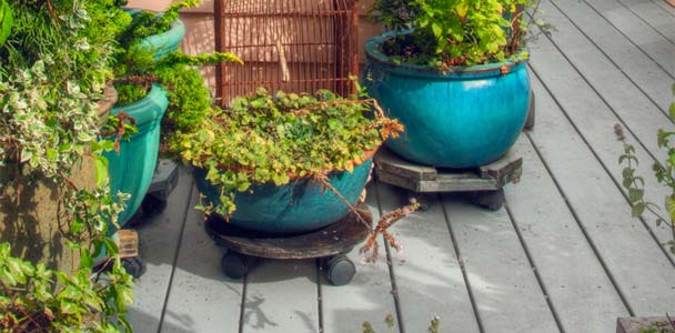 potted plants in blue pots raised off a wooden deck