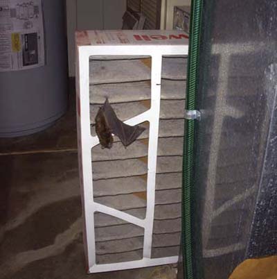 bat filter