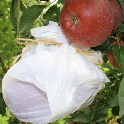 plastic bag wrapped around an apple on a tree for protection