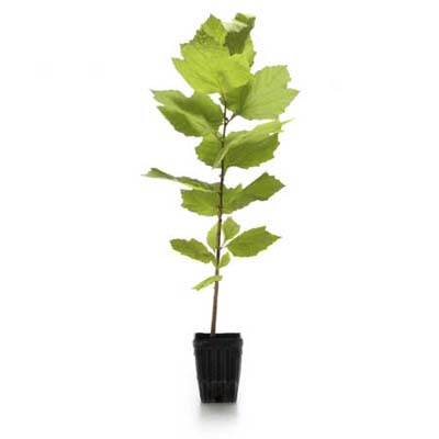 American Forests is a nonprofit that sells offspring of historic, preserved trees
