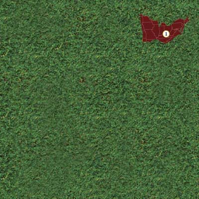 tall fescue grass