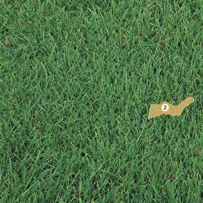 zoysia grass
