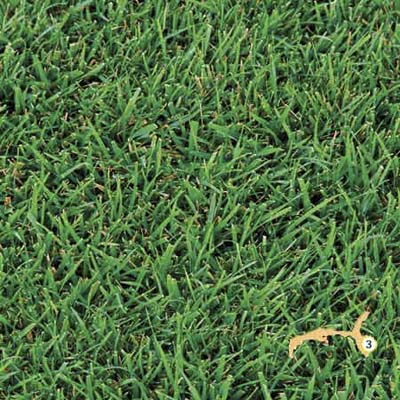 St. Augustine grass