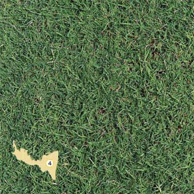 Bermuda grass