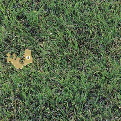 buffalo grass
