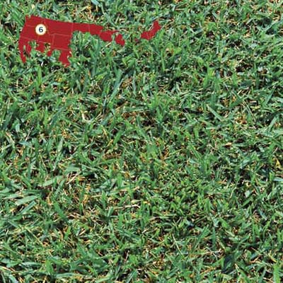 Kentucky bluegrass