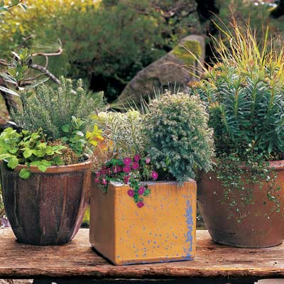 3 plants in pots