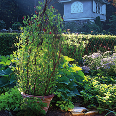 a finished trellis in a pot