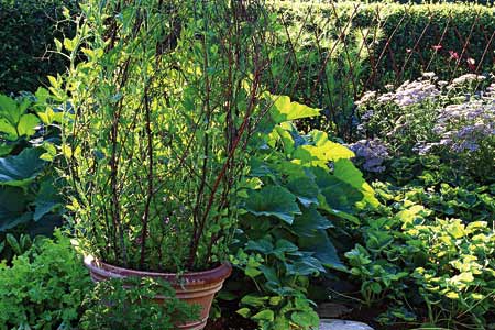 a finished trellis in a pot