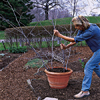 gardener inserts four tall branches into pot filled with rich potting soil