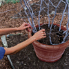 gardener inserts smaller branches in between the 4 taller branches
